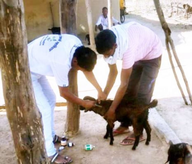 पशुओं में किया जा रहा है टीकाकरण का कार्य