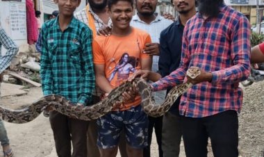 पार्षद के घर निकला 8 फीट लंबा अजगर:सर्प मित्र ने पकड़कर चांदनी के जंगल में छोड़ा