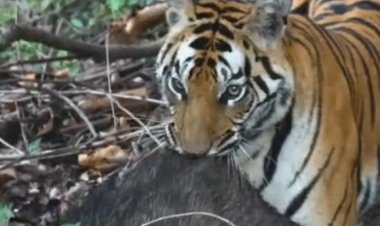 बांधवगढ़ टाइगर रिजर्व के ताला जोन में दिखी बाघिन:शिकार को घसीटकर ले जाते दिखी बाघिन सिद्ध बाबा, पर्यटकों ने बनाया वीडियो