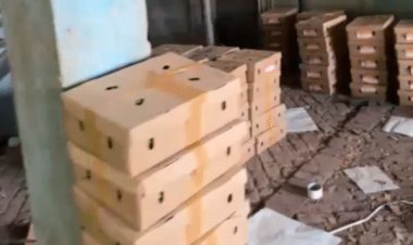 दुबई का जायका बढ़ाएंगे मालवा के मटर-करेले:इंदौर-शारजाह फ्लाइट से भेजा गया 1500 किलो पैरिशिबल कार्गो