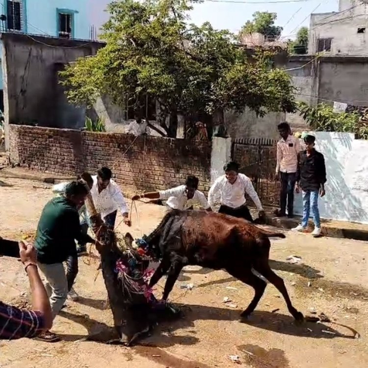 आगर मालवा में पड़वा पर गाय को छोड़ा खिलाया:शहरी सहित ग्रामीण क्षेत्रों में पीढ़ियों से निभाई जा रही अनोखी परंपरा।