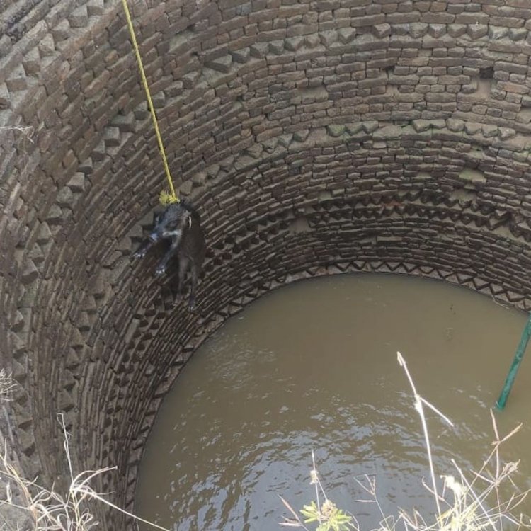 कुएं में गिरे जंगली सूअर के बच्चों को रेस्क्यू:बांधवगढ़ टाइगर रिजर्व कर्मचारियों ने रस्सी डालकर निकाला, जंगल में सुरक्षित छोड़ा