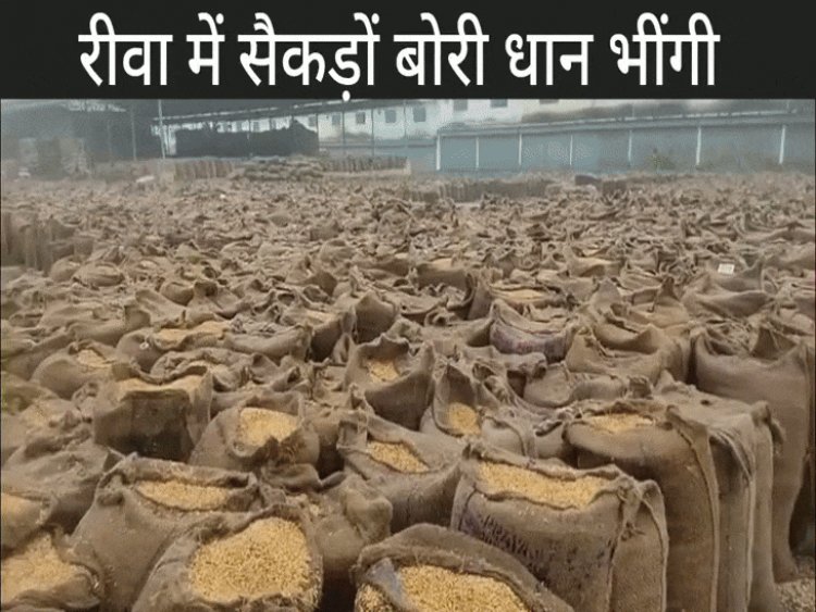 रीवा में शनिवार सुबह बारिश ने बदला मौसम:प्रशासनिक व्यवस्था की खुली पोल; करहिया मंडी में सैकड़ों बोरी धान भीगी