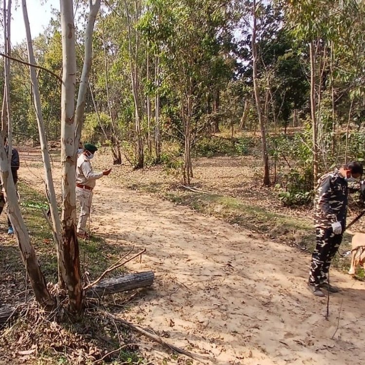 उमरिया के पाली परिक्षेत्र में मिला बाघ का शव:पास में दूसरे बाघ के पगमार्क; डॉग स्क्वॉड कर रहा जांच