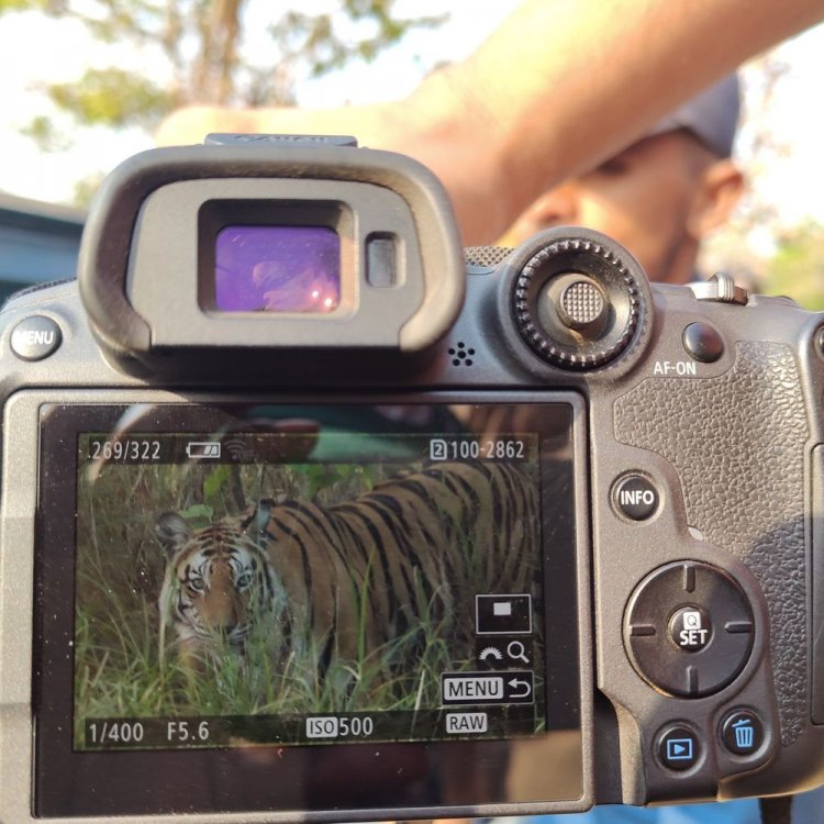 गर्मी से बेहाल बाघ टी17 जंगल से निकला:संजय टाइगर रिजर्व में पानी की तलाश करता दिखा, एक खासियत की वजह से हैं फेमस